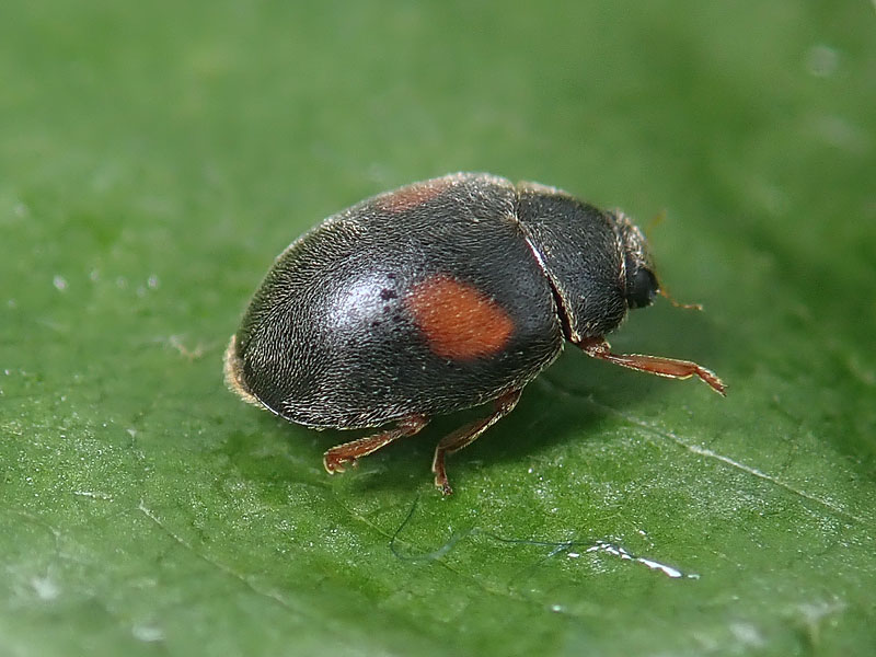 Coccinellidae: Scymnus da identificare